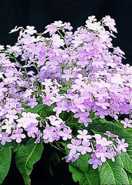 Streptocarpus Gloria - Dibleys