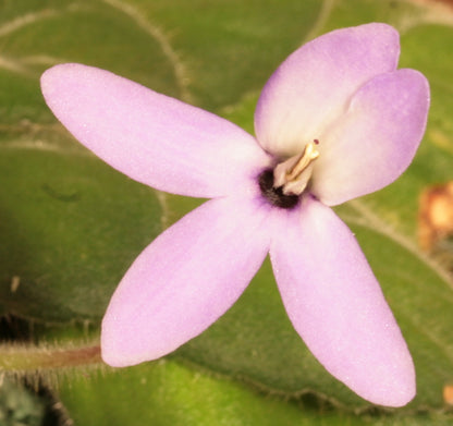 thermopuncta (before: grandiflora) - Dibleys