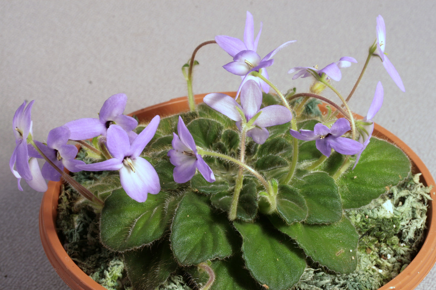 thermopuncta (before: grandiflora) - Dibleys