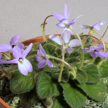 Petrocosmea thermopuncta (before: grandiflora)