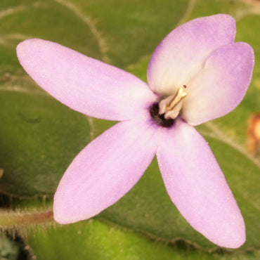 Petrocosmea thermopuncta (before: grandiflora)