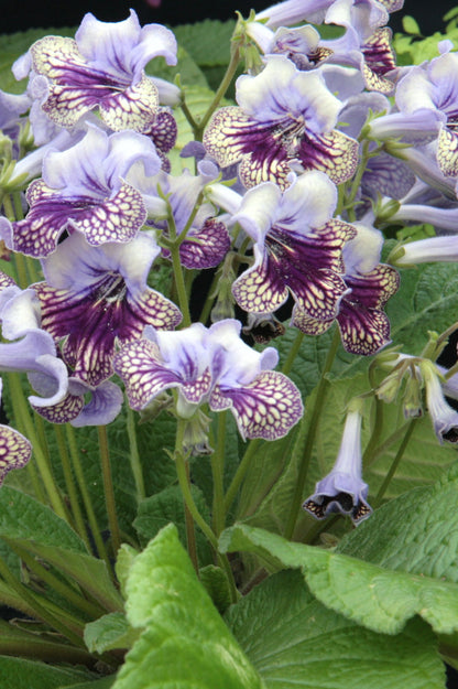 Streptocarpus Harlequin Lace PBR - Dibleys