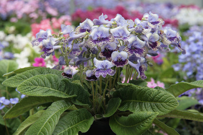 Streptocarpus Harlequin Lace PBR - Dibleys