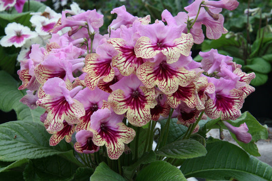 Streptocarpus Harlequin Rose - Dibleys