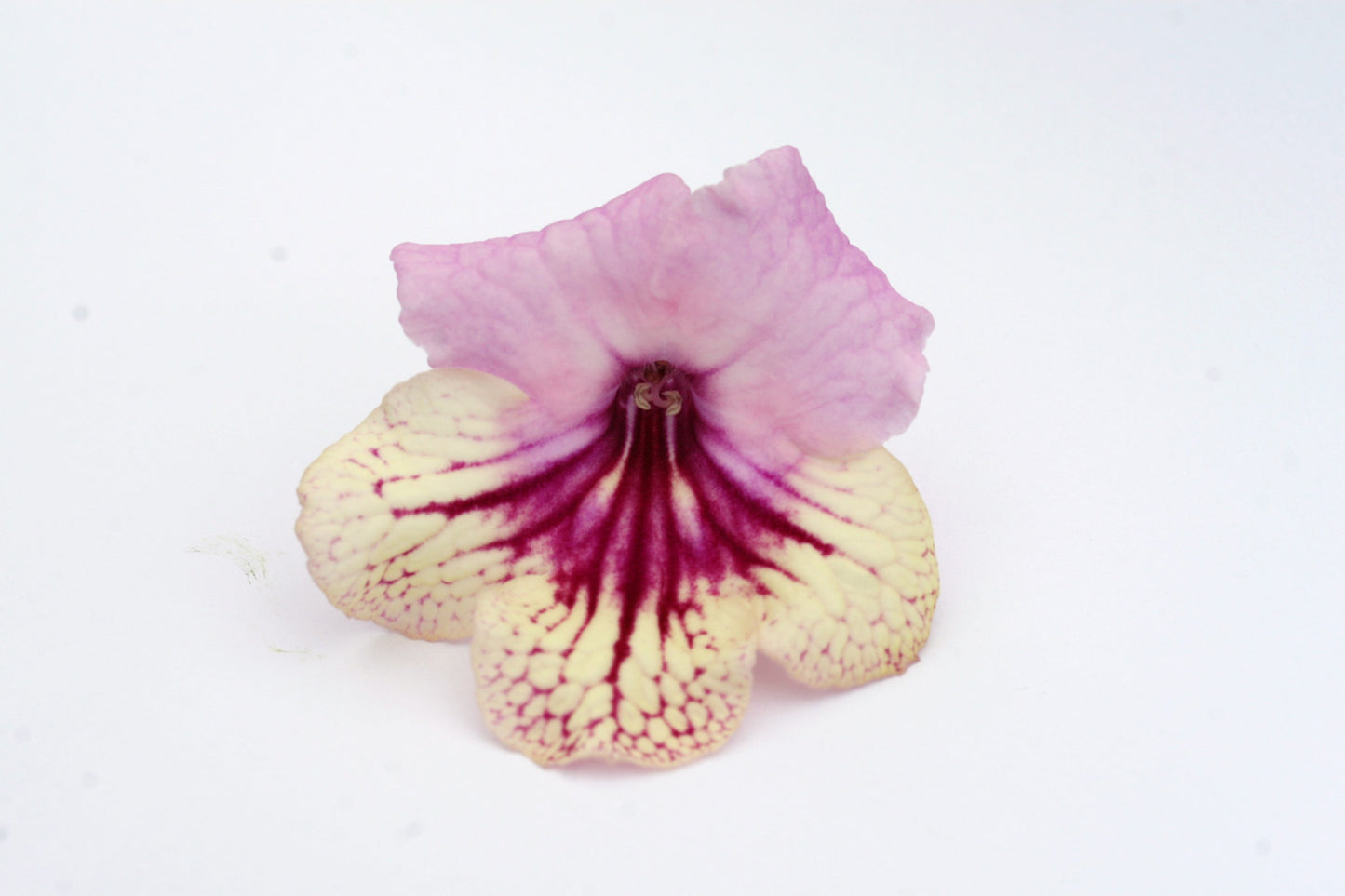 Streptocarpus Harlequin Rose - Dibleys