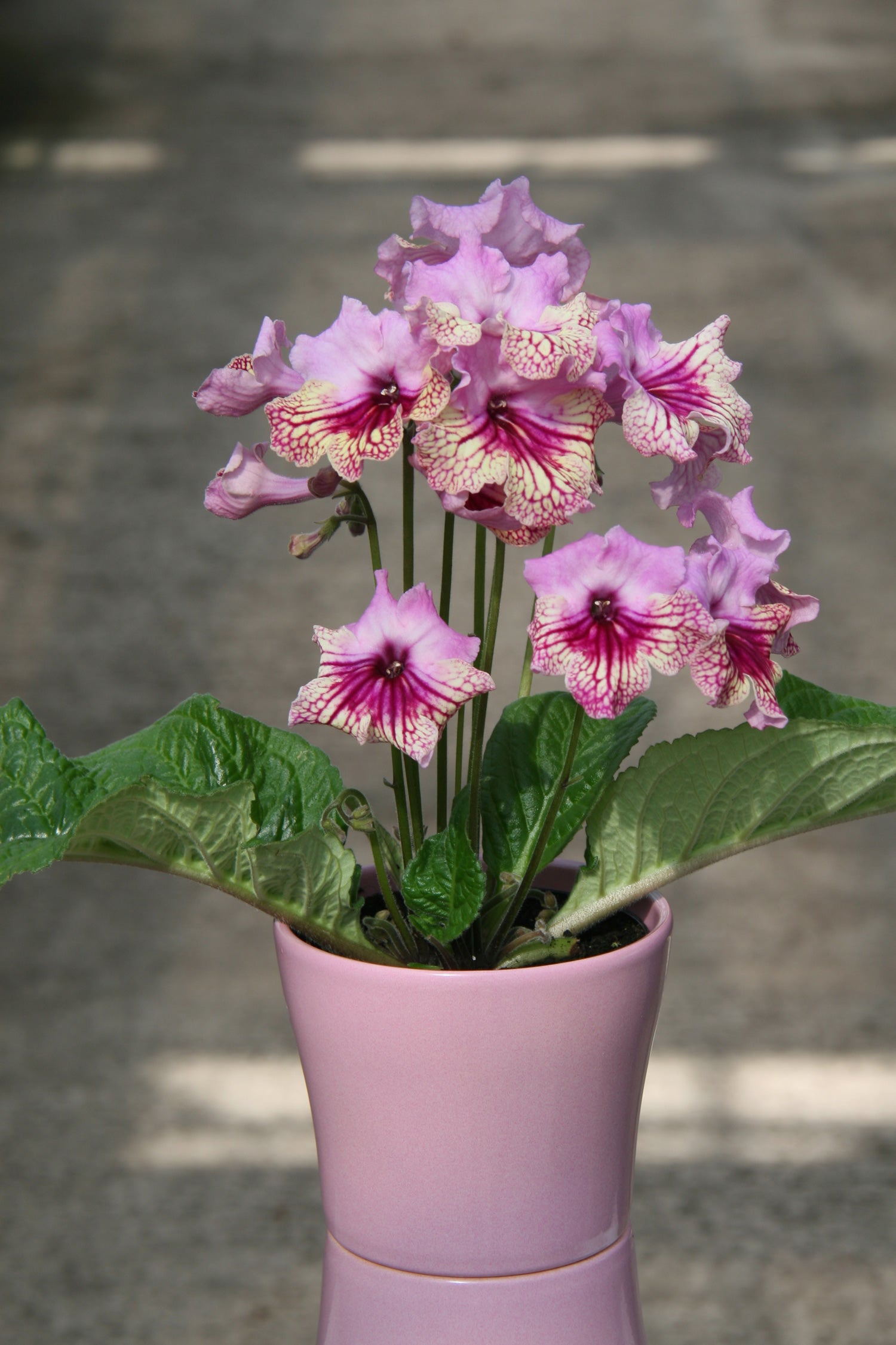 Streptocarpus Harlequin Rose - Dibleys