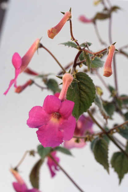 A Collection of Achimenes - Rhizomes