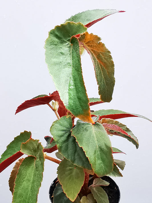 Begonia cornitepala