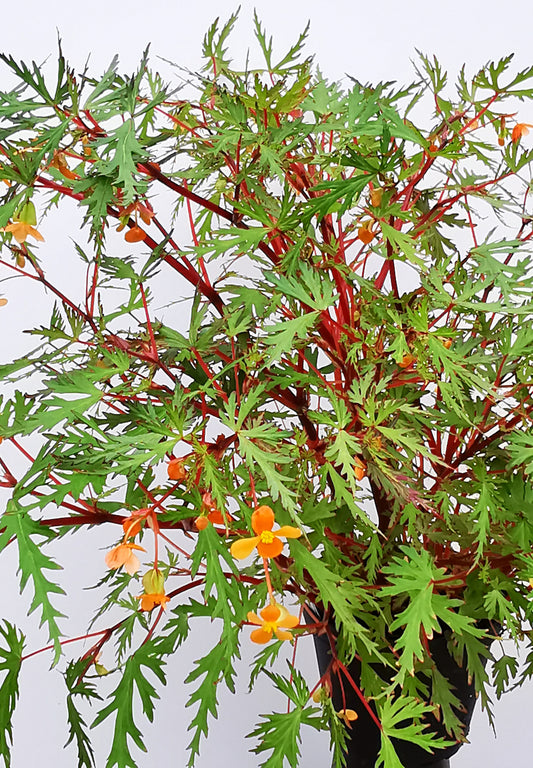 Begonia sutherlandii 'Saunders' Legacy'