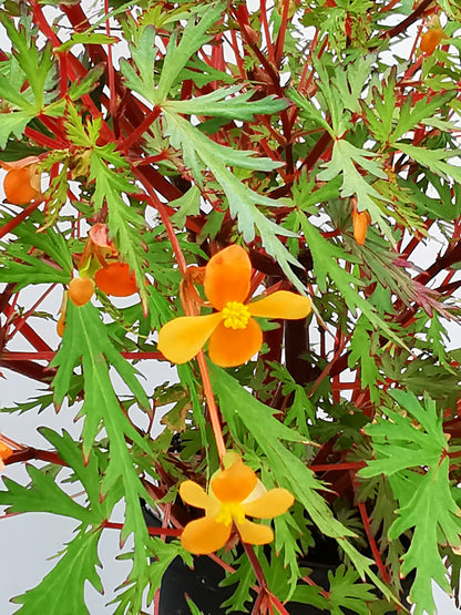 Begonia sutherlandii 'Saunders' Legacy'