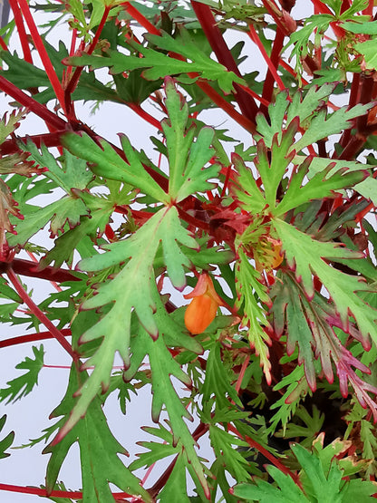 Begonia sutherlandii 'Saunders' Legacy'