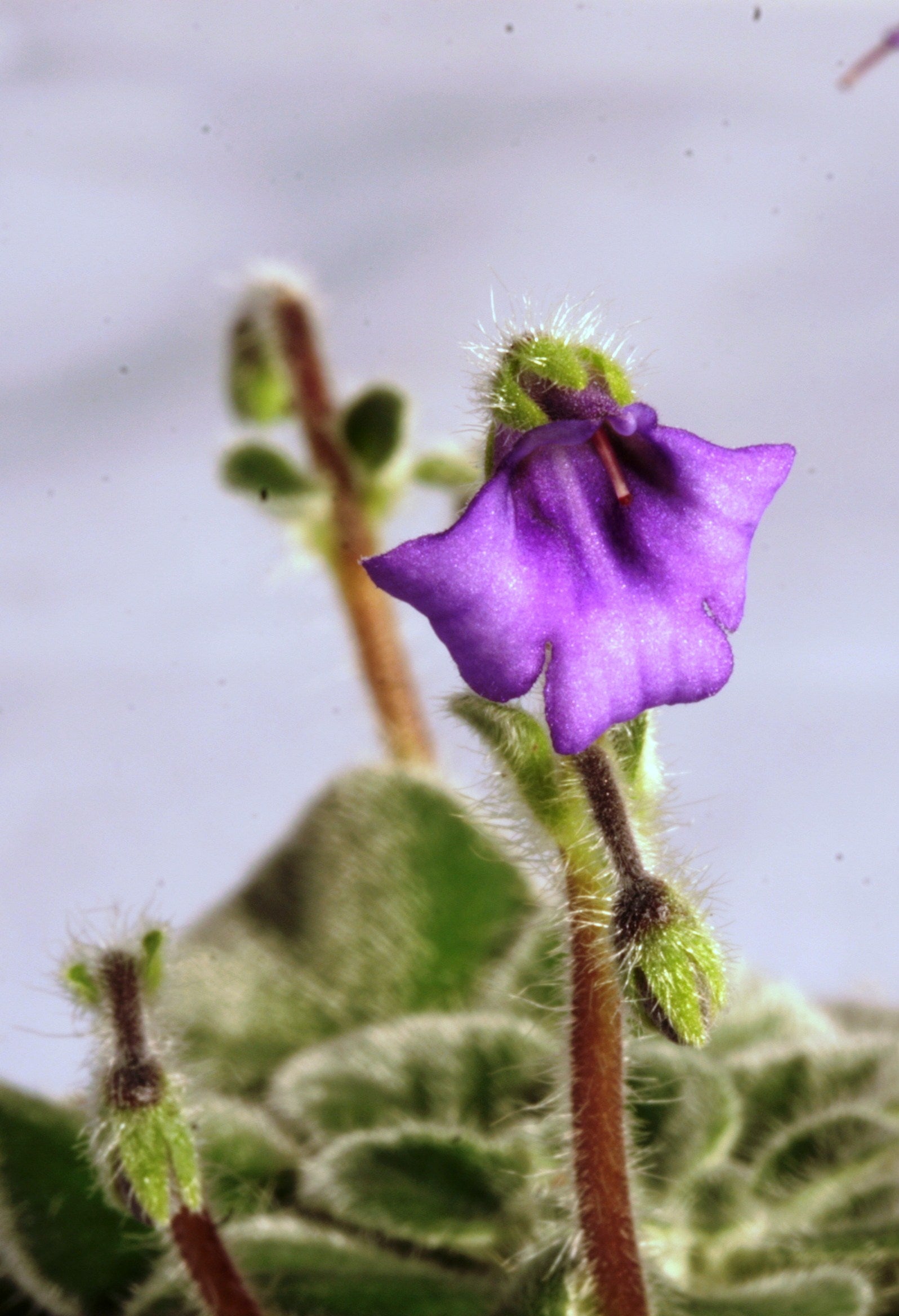 iodioides - Dibleys