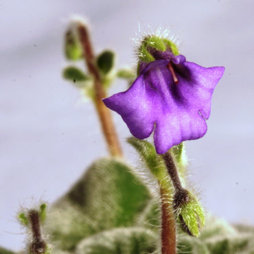 Petrocosmea iodioides