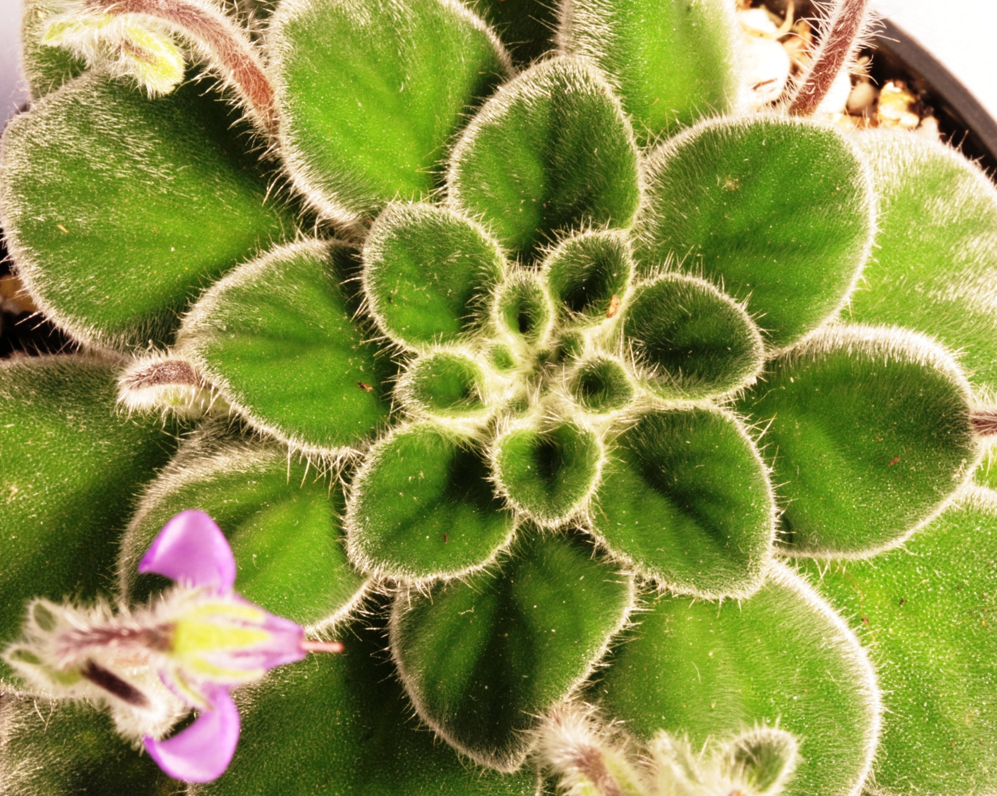 iodioides - Dibleys
