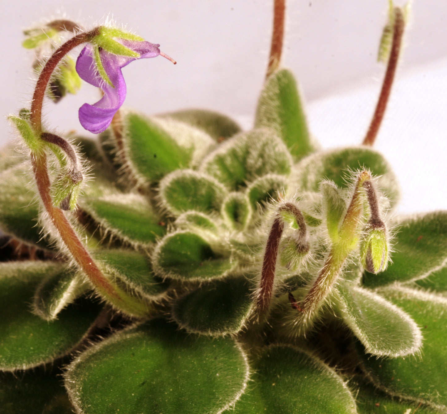 iodioides - Dibleys