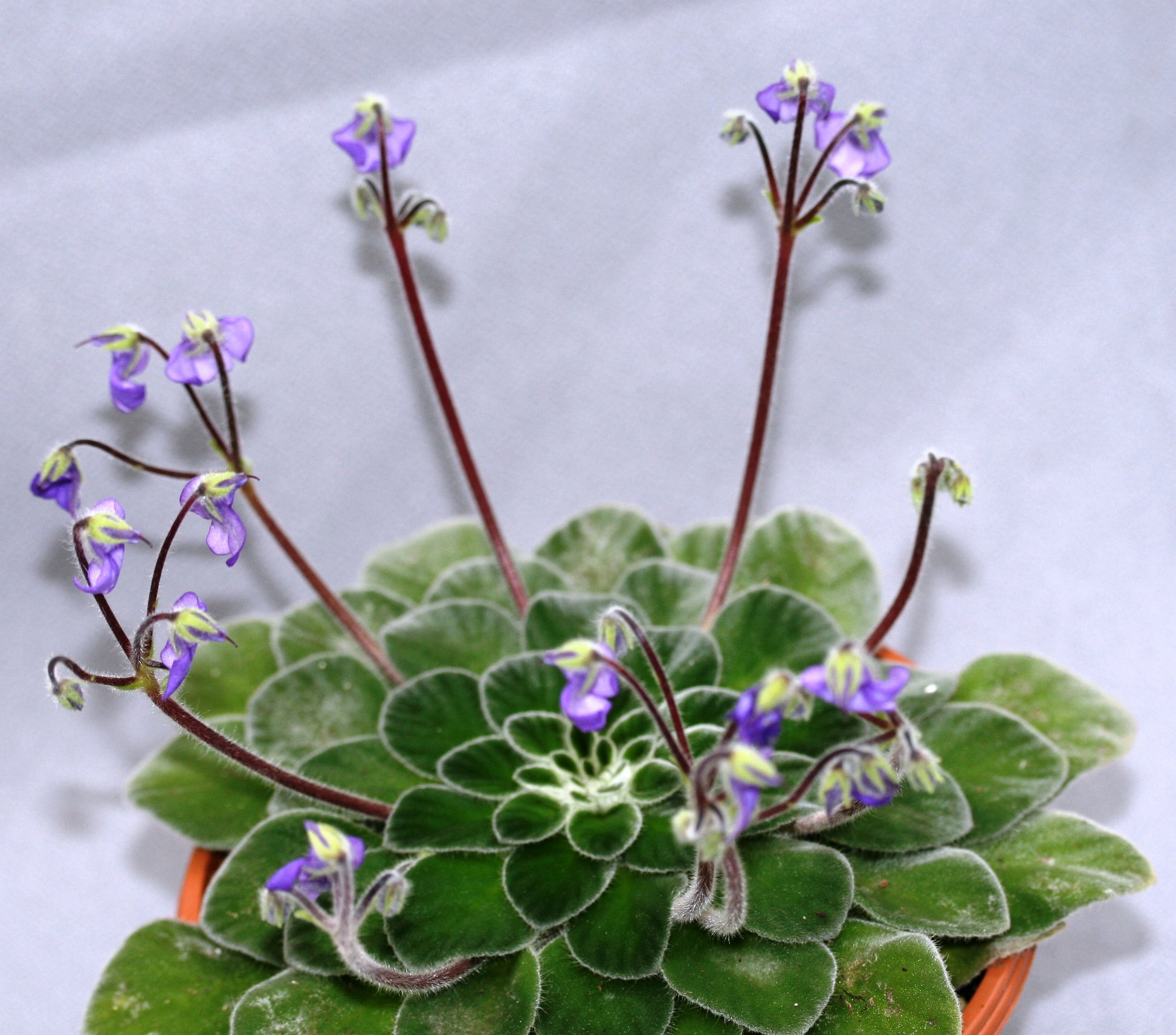 iodioides - Dibleys