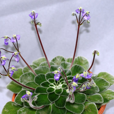 Petrocosmea iodioides