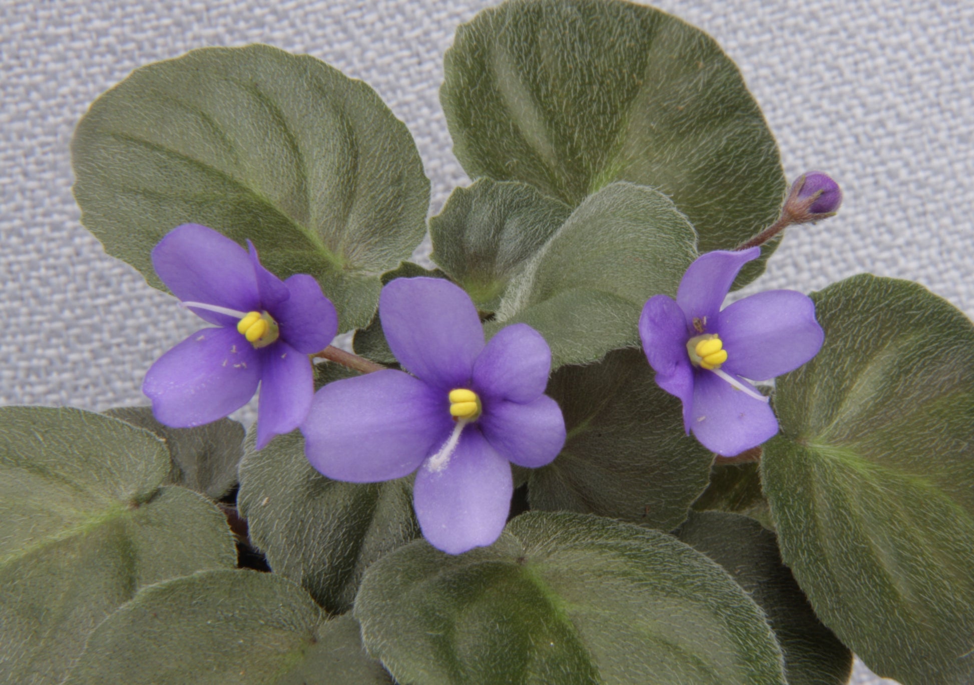 ionantha grotei Mather #21 - Dibleys