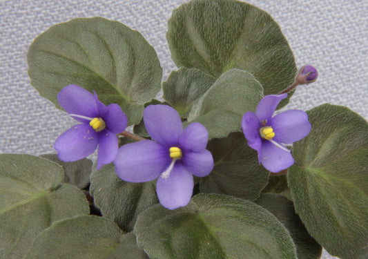 ionantha grotei Mather #21 - Dibleys