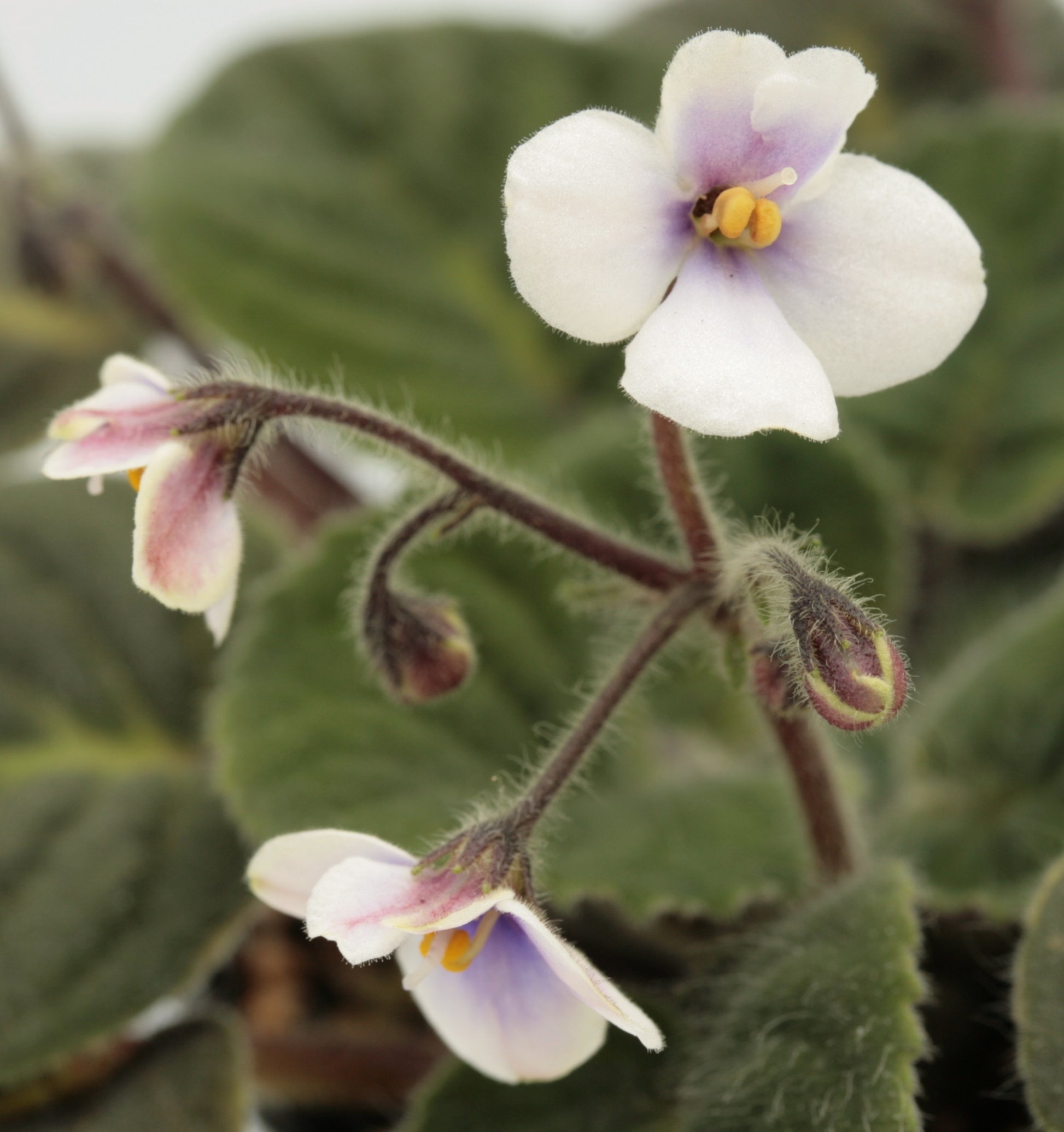 ionantha velutina lite - Dibleys