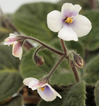 ionantha velutina lite - Dibleys