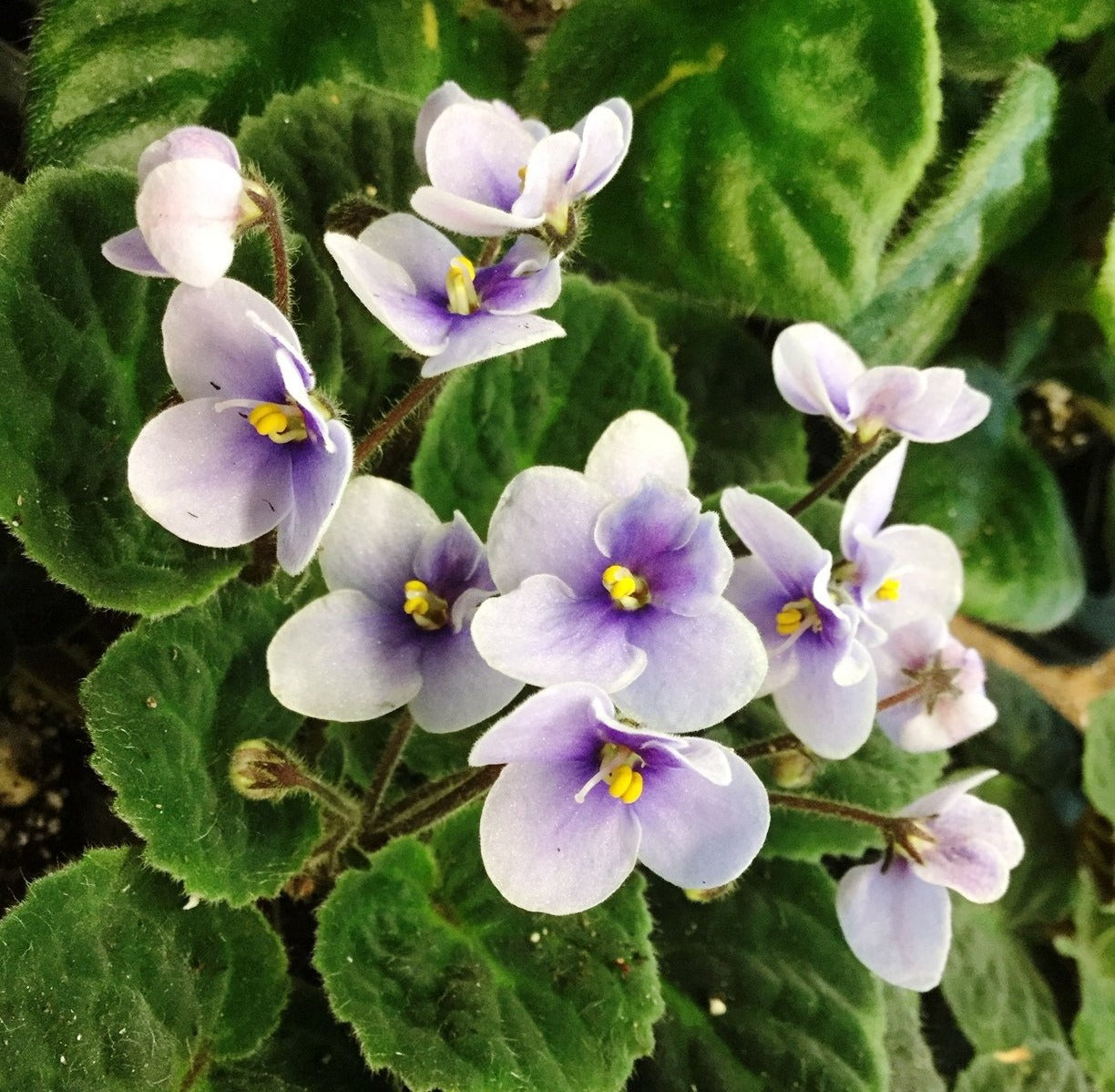 ionantha velutina lite - Dibleys