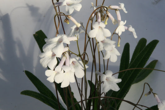 Streptocarpus kentaniensis - Dibleys