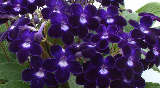 Streptocarpus Kim - Dibleys