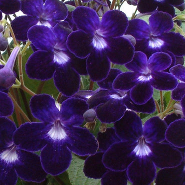 Streptocarpus Kim