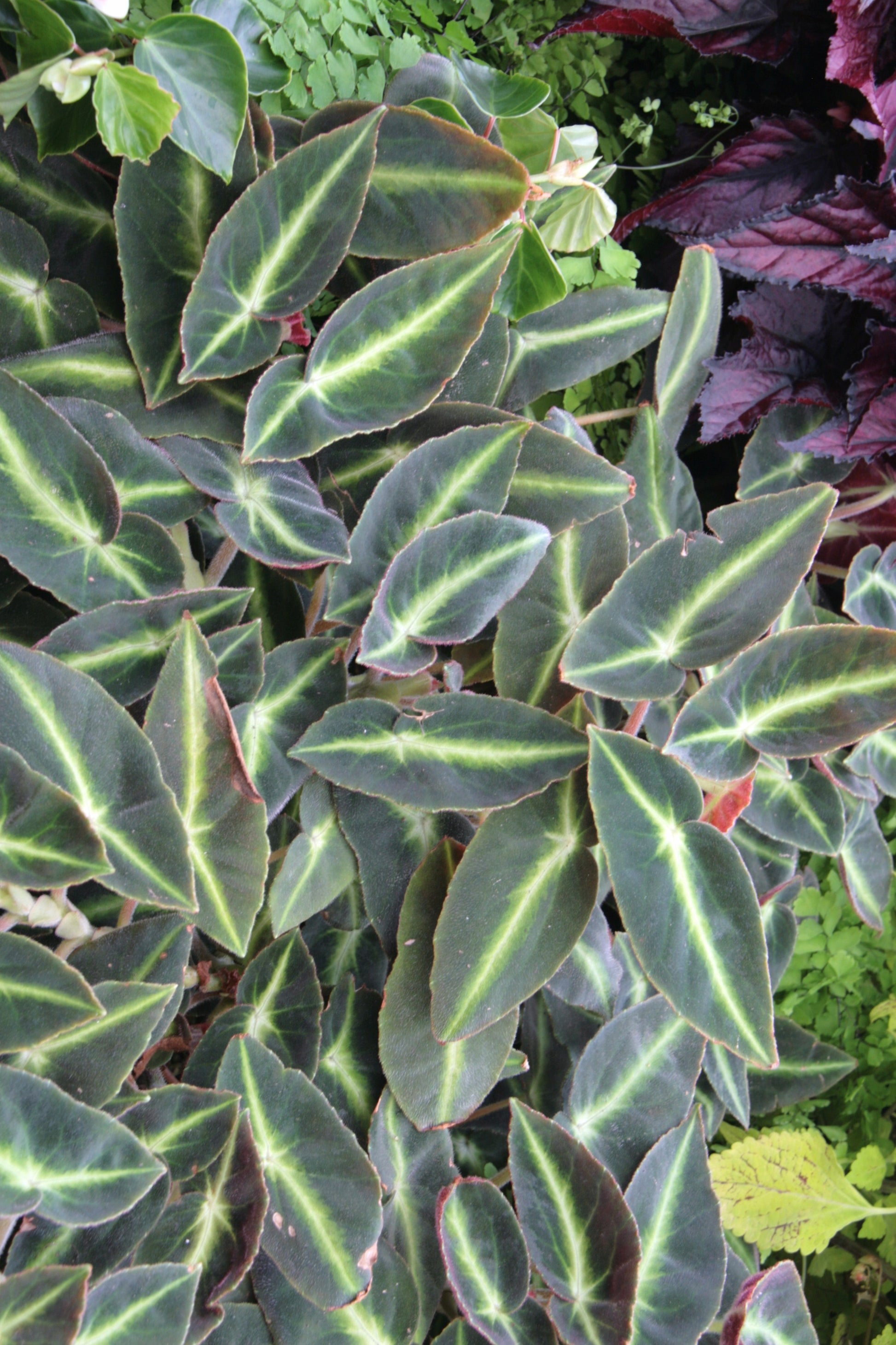 Begonia listada - Dibleys