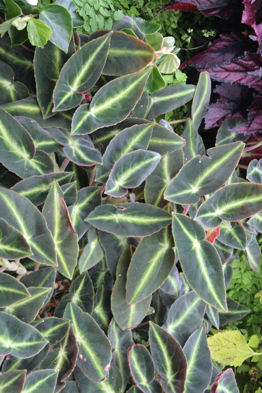 Begonia listada - Dibleys