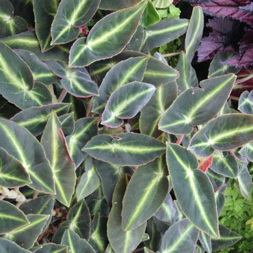 Begonia listada