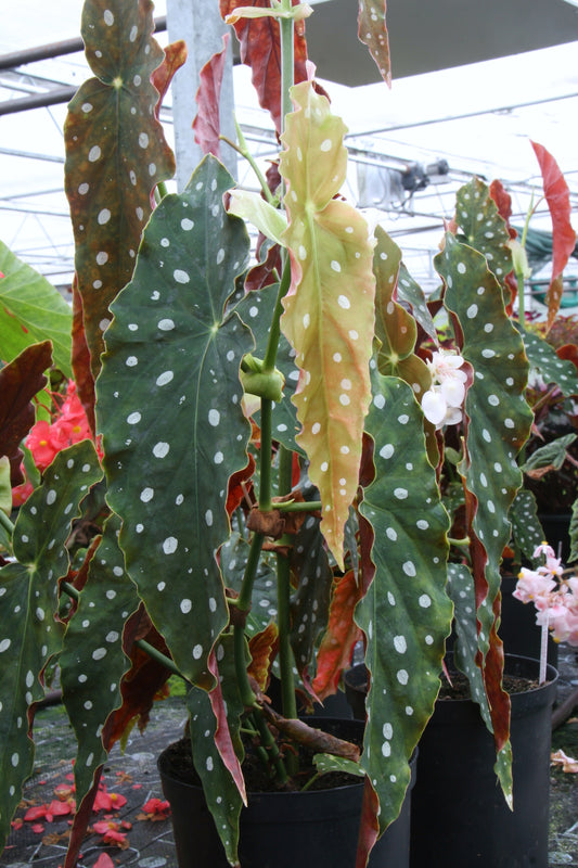 Begonia maculata 'Wightii' - Dibleys