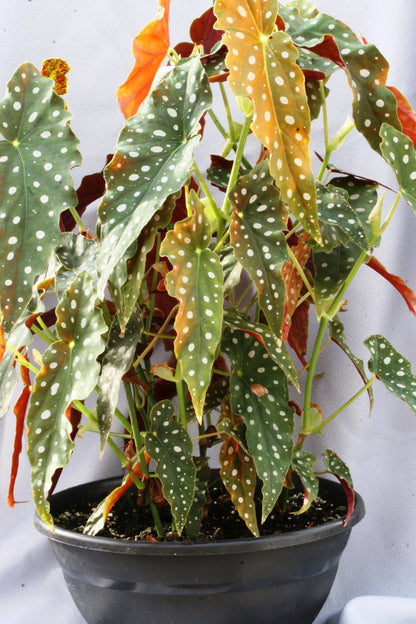Begonia maculata 'Wightii' - Dibleys