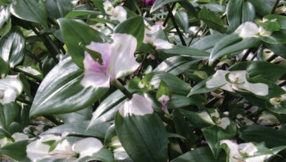 fluminensis 'Maidens Blush' - Dibleys