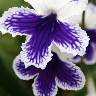 Streptocarpus Marion
