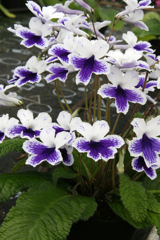 Streptocarpus Marion - Dibleys