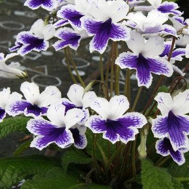 Streptocarpus Marion