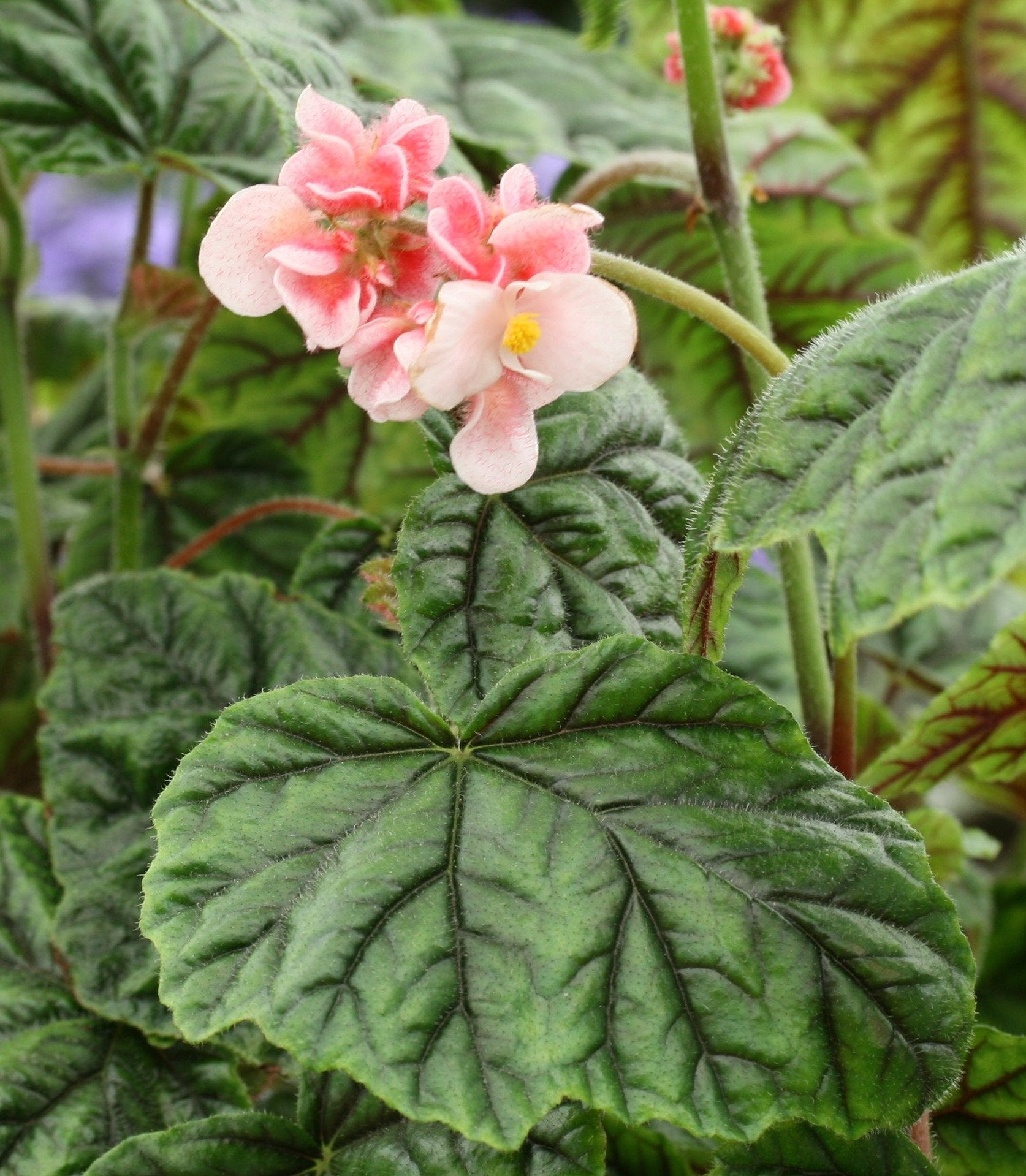 Begonia metallica - Dibleys