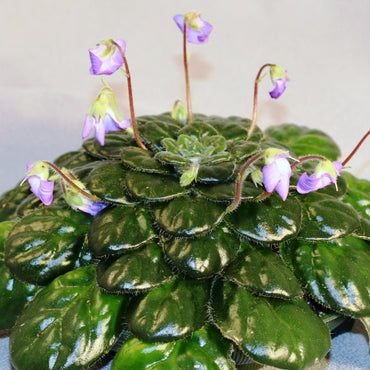 Petrocosmea rotundifolia [syn. minor]