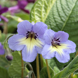 Streptocarpus Natalie
