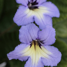 Streptocarpus Natalie