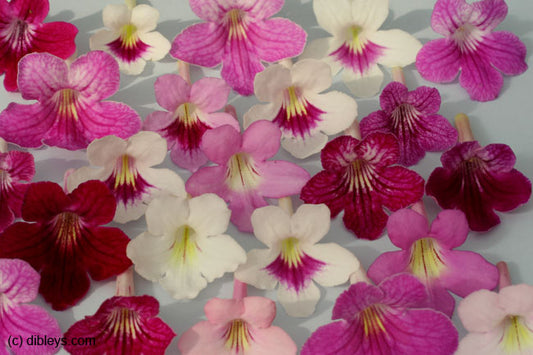 Pink Bouquet F1 Streptocarpus Seed - Dibleys