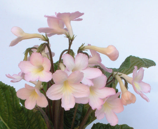 Streptocarpus Nia - Dibleys