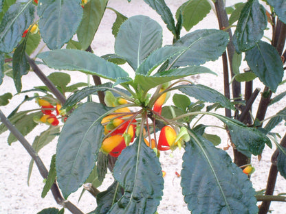 niamniamensis (Cockatoo plant) - Dibleys