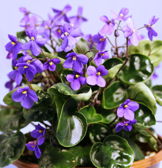 nitida - Dibleys