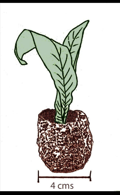 Streptocarpus Alissa - Dibleys
