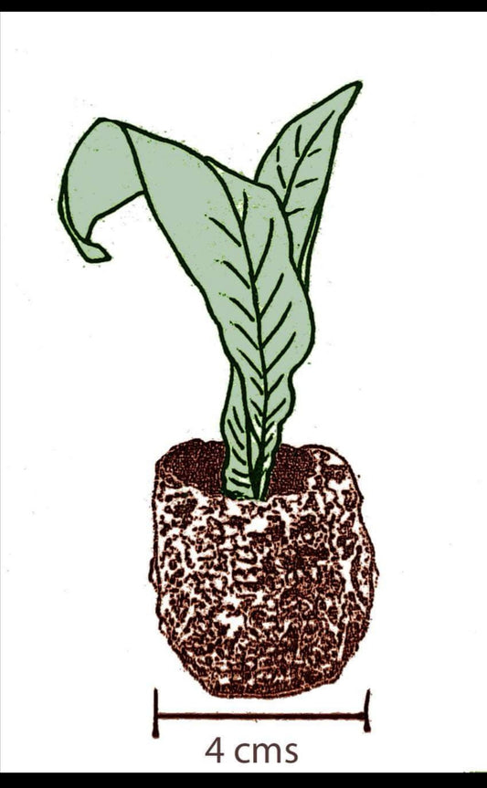 Streptocarpus compressus