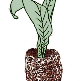 Streptocarpus Crystal Wonder