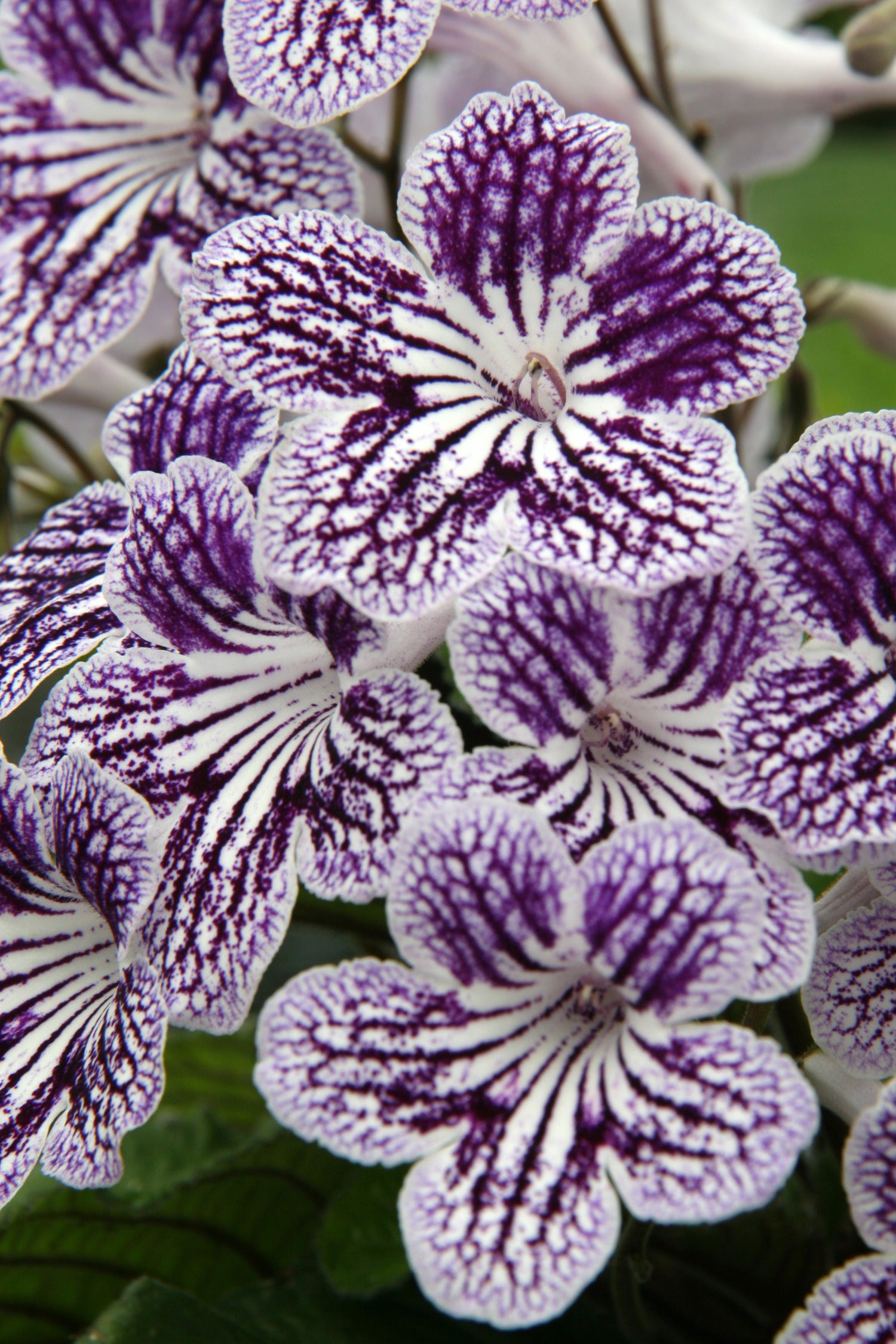 Streptocarpus Polka-Dot Purple - Dibleys